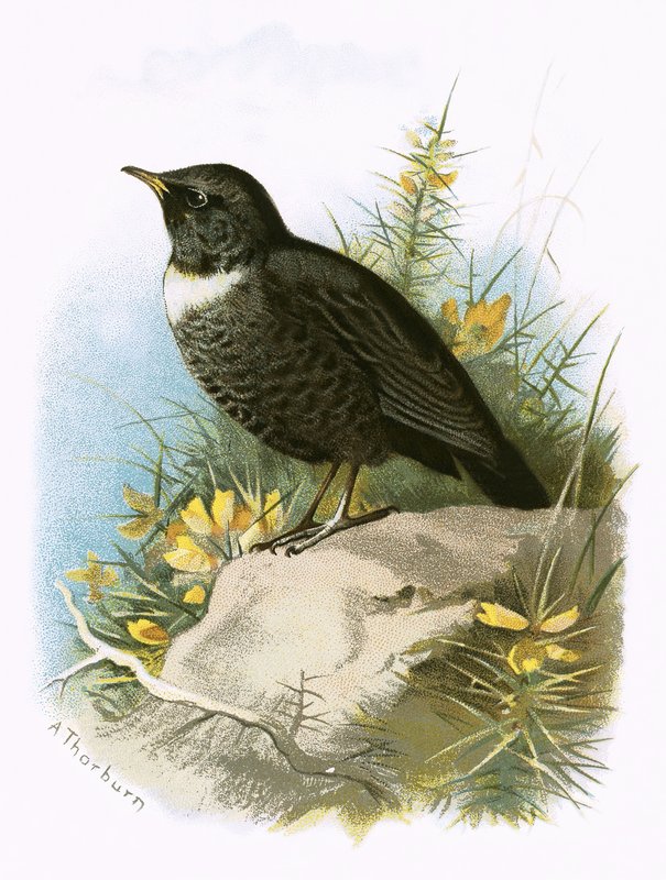 अंगूठी Ouzel द्वारा अंग्रेजी स्कूल