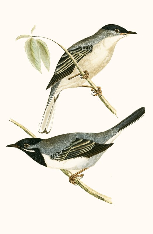 रुपल के वार्बलर, चार्ल्स रॉबर्ट ब्री (1811-86) द्वारा 1867 में प्रकाशित &39;ए हिस्ट्री ऑफ द बर्ड्स ऑफ बर्ड्स नॉट अ ऑब्जर्व्ड इन द ब्रिटिश आइल्स&39; का चित्रण द्वारा अंग्रेजी स्कूल