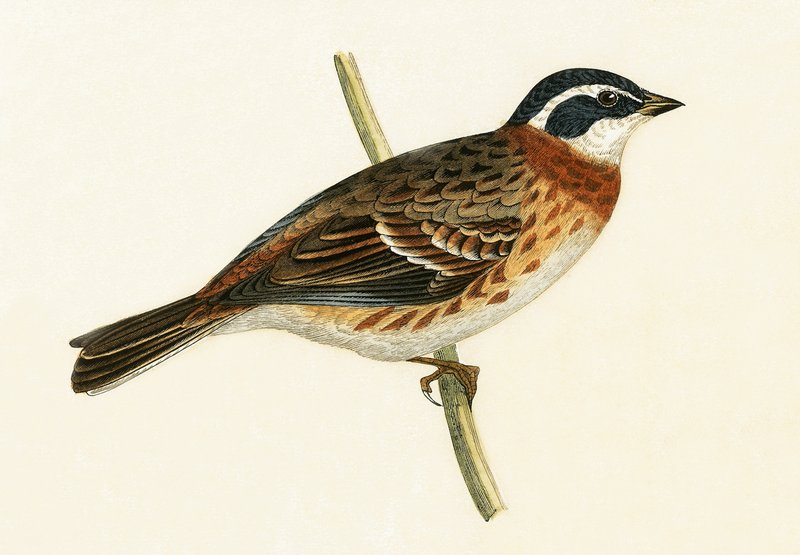 रुस्तिक बंटिंग, चार्ल्स रॉबर्ट ब्री (1811-86) द्वारा 1867 में प्रकाशित &39;ए हिस्ट्री ऑफ द बर्ड्स ऑफ बर्ड्स नॉट अ ऑब्जर्व्ड इन द ब्रिटिश आइल&39;, द्वारा अंग्रेजी स्कूल