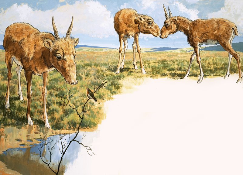 साइगा मृग द्वारा अंग्रेजी स्कूल