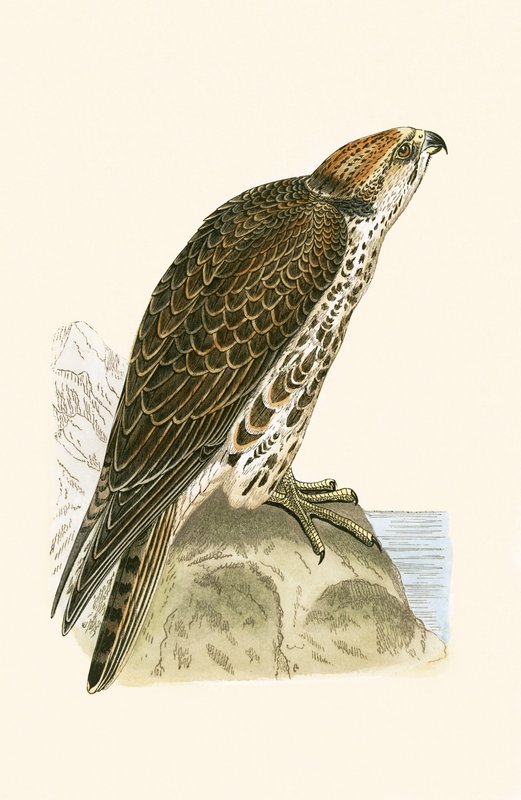 साकर फाल्कन, चार्ल्स रॉबर्ट ब्री (1811-86) द्वारा 1867 में प्रकाशित &39;ए हिस्ट्री ऑफ द बर्ड्स ऑफ नॉट अ ऑब्जर्व्ड इन द ब्रिटिश आइल&39; का चित्रण द्वारा अंग्रेजी स्कूल