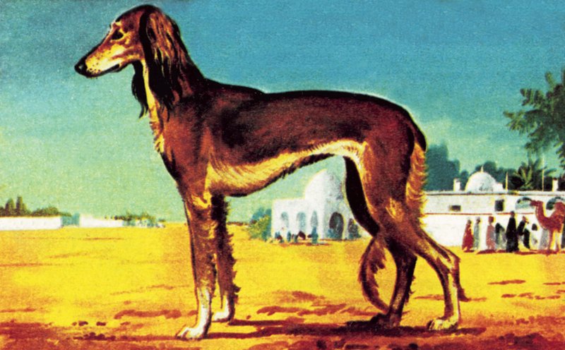Saluki द्वारा अंग्रेजी स्कूल