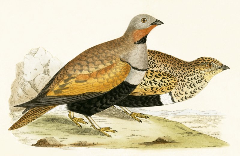 चार्ल्स रॉबर्ट ब्री (1811-86), 1867 में प्रकाशित सैंड ग्राउज़, &39;ए हिस्ट्री ऑफ़ द बर्ड्स ऑफ़ अब्ज़र्वेटेड इन द ब्रिटिश आइल्स&39; का चित्र द्वारा अंग्रेजी स्कूल