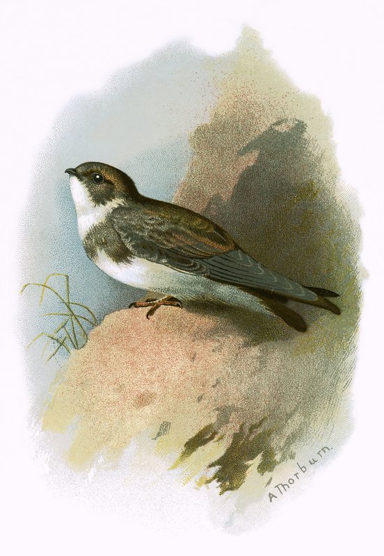 Sandmartin द्वारा अंग्रेजी स्कूल