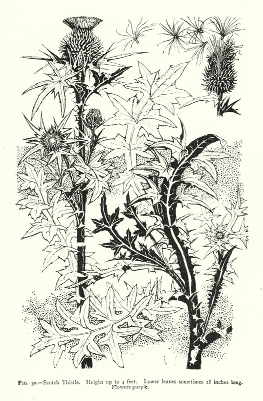 स्कॉच थीस्ल; 4 फीट तक की ऊंचाई; निचली पत्तियां कभी-कभी 18 इंच लंबी होती हैं; फूल बैंगनी (उत्कीर्णन) द्वारा अंग्रेजी स्कूल