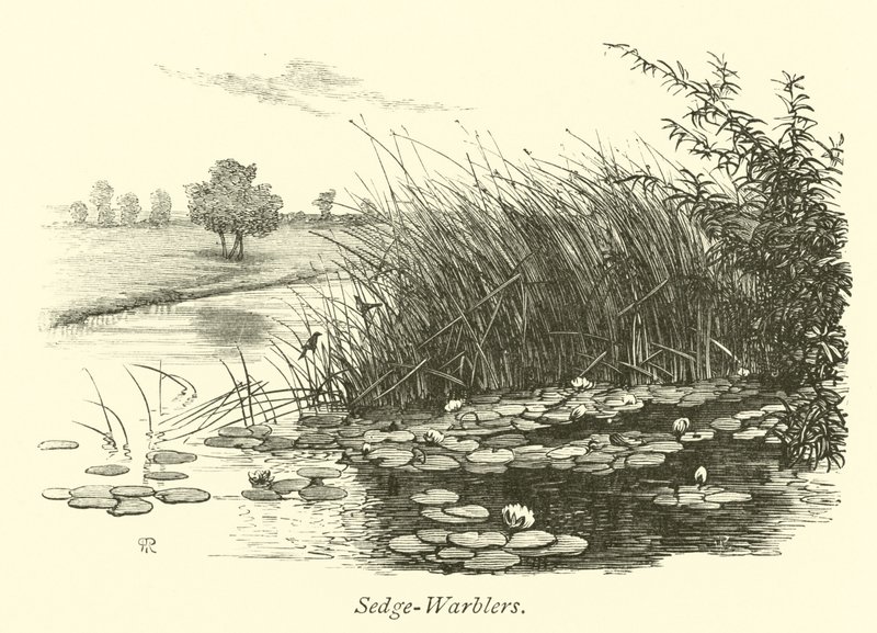 सेज-warblers द्वारा अंग्रेजी स्कूल