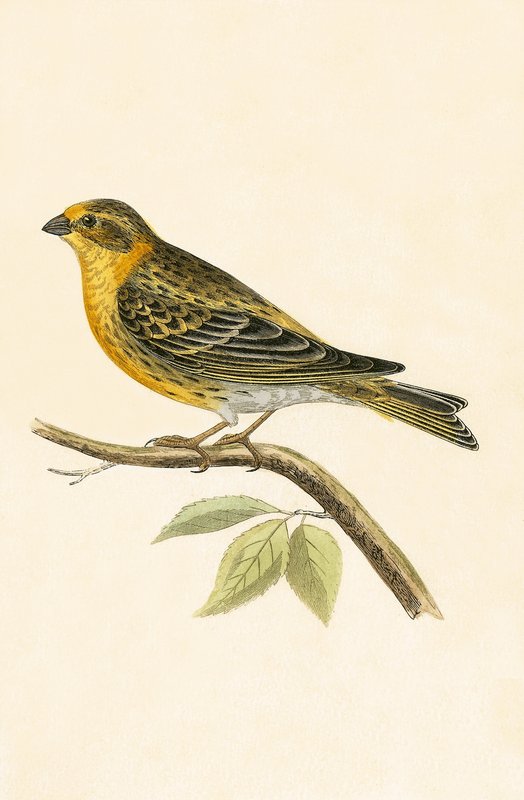 चार्ल्स रॉबर्ट ब्री (1811-86) द्वारा 1867 में प्रकाशित सेरिन फिंच, &39;ए हिस्ट्री ऑफ बर्ड्स ऑफ नॉट ऑब्जर्व्ड इन द ब्रिटिश आइल्स&39; का चित्रण। द्वारा अंग्रेजी स्कूल