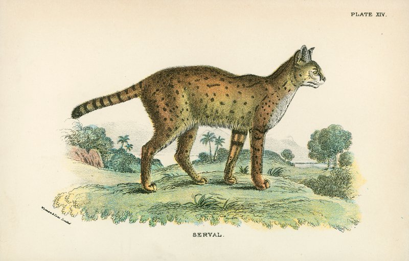 Serval द्वारा अंग्रेजी स्कूल