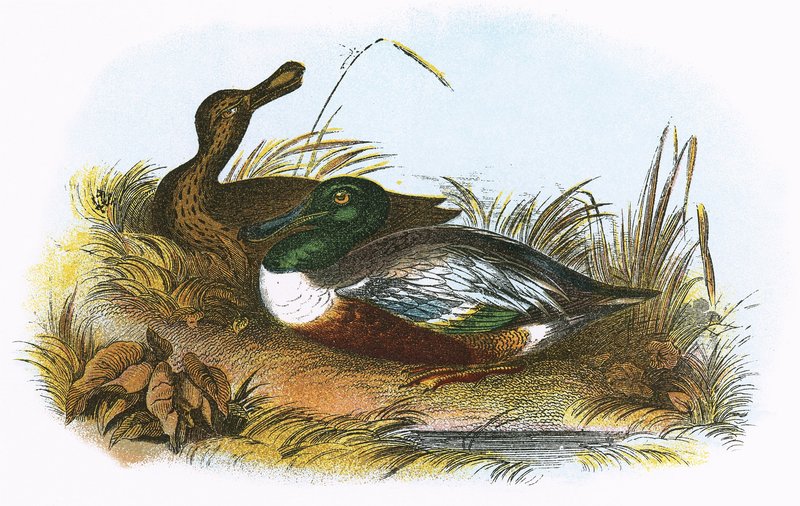 shoveler द्वारा अंग्रेजी स्कूल