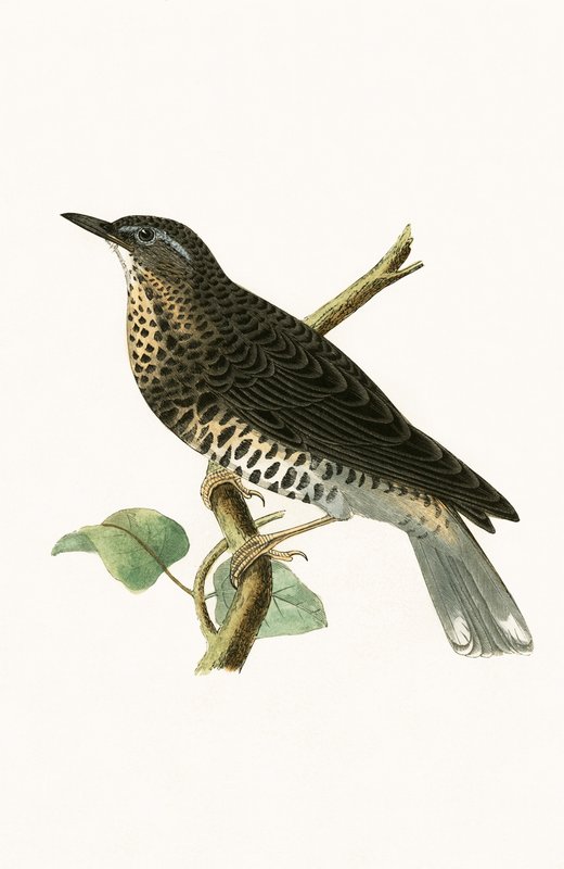 साइबेरियाई थ्रश, चार्ल्स रॉबर्ट ब्री (1811-86) द्वारा 1867 में प्रकाशित &39;ए हिस्ट्री ऑफ द बर्ड्स ऑफ बर्ड्स नॉट अ ऑब्जर्व्ड इन द ब्रिटिश आइल&39; का चित्रण। द्वारा अंग्रेजी स्कूल