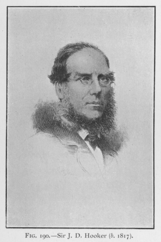 सर जोसेफ डाल्टन हूकर (1817-1911), पोर्ट्रेट (लिथो) द्वारा अंग्रेजी स्कूल
