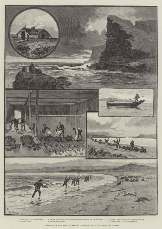 Behring Sea Seal-Fishery, St Paul ", Pribylov Islands के रेखाचित्र द्वारा अंग्रेजी स्कूल