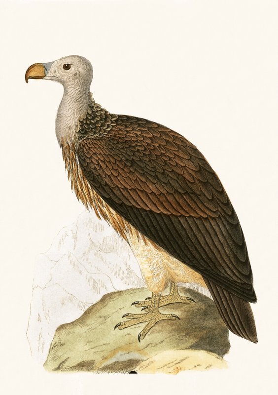 चार्ल्स रॉबर्ट ब्री (1811-86) द्वारा 1867 में प्रकाशित, &39;ए हिस्ट्री ऑफ बर्ड्स ऑफ द बर्ड्स नॉट अ ऑब्जर्व्ड इन द ब्रिटिश आइल&39; का समाजशास्त्रीय अपमान द्वारा अंग्रेजी स्कूल