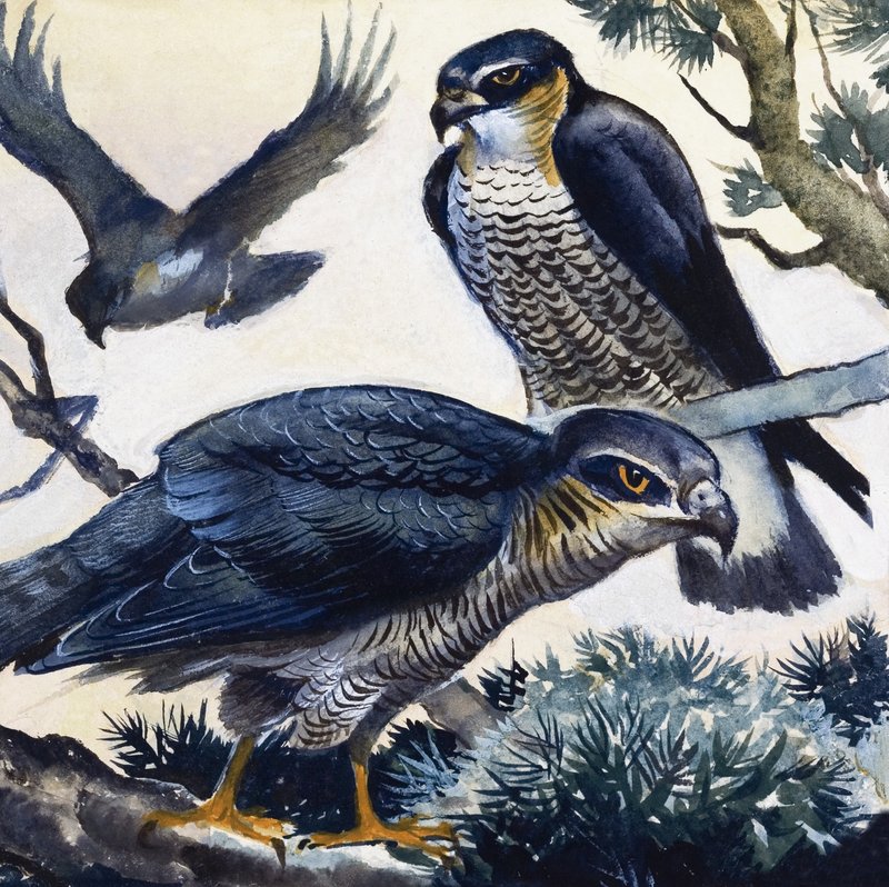 Sparrowhawks द्वारा अंग्रेजी स्कूल