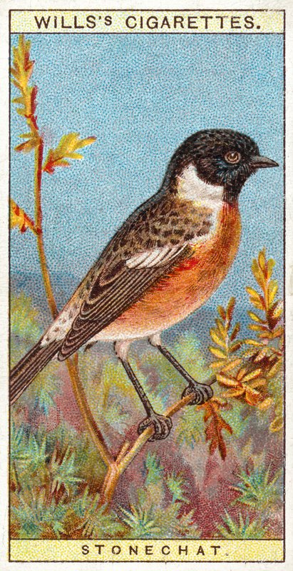 Stonechat द्वारा अंग्रेजी स्कूल
