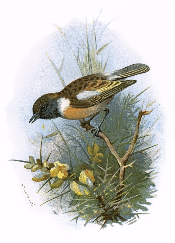 Stonechat द्वारा अंग्रेजी स्कूल