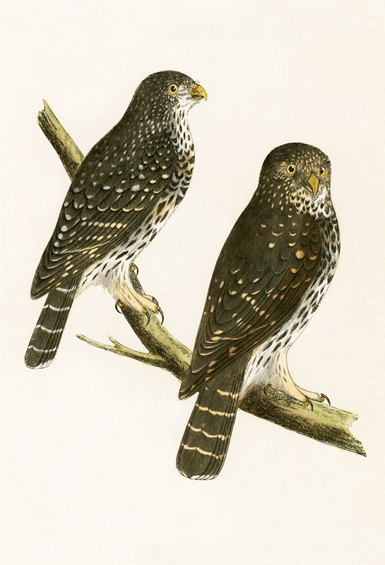 Strix Pusilla, चार्ल्स रॉबर्ट ब्री (1811-86) द्वारा 1867 में प्रकाशित &39;ए हिस्ट्री ऑफ़ द बर्ड्स ऑफ़ अब्ज़र्वेटेड इन द ब्रिटिश आइल्स&39; का चित्रण द्वारा अंग्रेजी स्कूल