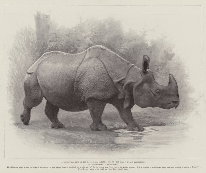 जूलॉजिकल गार्डन में जीवन से अध्ययन, ग्रेट इंडियन गैंडा (लिथो) द्वारा अंग्रेजी स्कूल