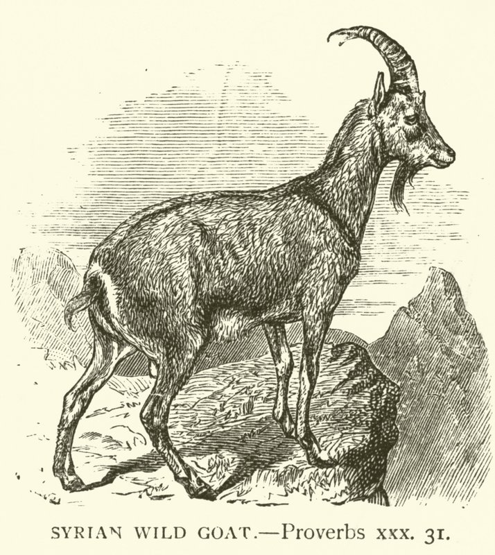सीरियाई जंगली बकरी, नीतिवचन, xxx, 31 (उत्कीर्णन) द्वारा अंग्रेजी स्कूल