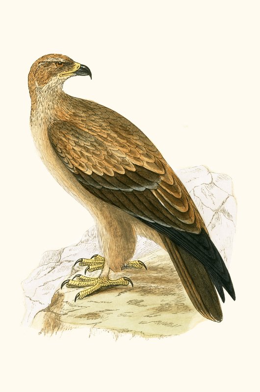 टैवी ईगल, चार्ल्स रॉबर्ट ब्री (1811-86) द्वारा 1867 में प्रकाशित &39;ए हिस्ट्री ऑफ द बर्ड्स ऑफ नॉट ऑब्जर्व्ड इन द ब्रिटिश आइल&39; का चित्रण द्वारा अंग्रेजी स्कूल