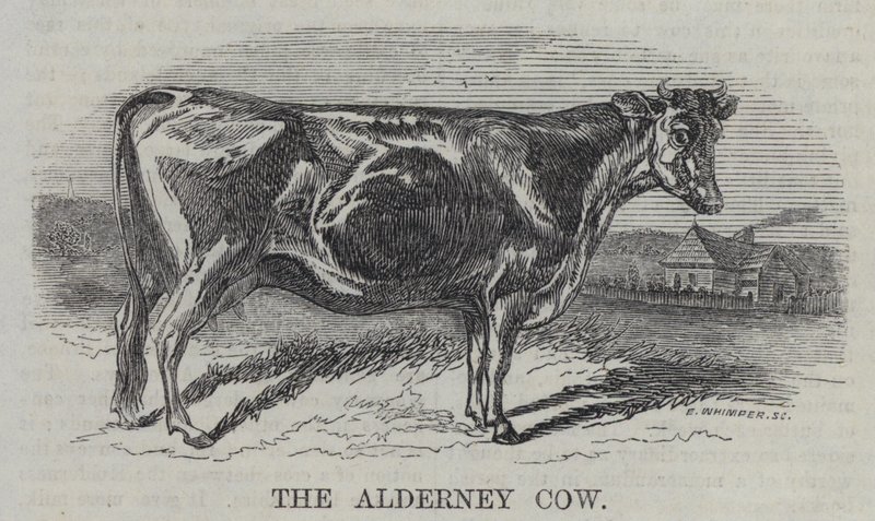 Alderney गाय (उत्कीर्णन) द्वारा अंग्रेजी स्कूल