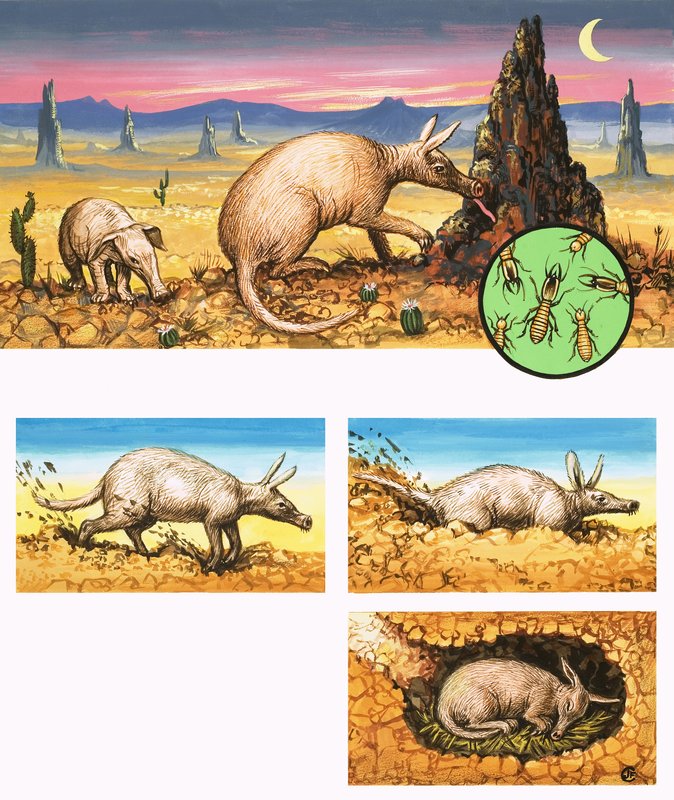 कमाल है Aardvark द्वारा अंग्रेजी स्कूल