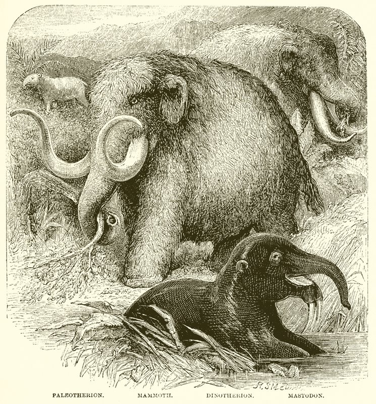 हाथी द्वारा अंग्रेजी स्कूल