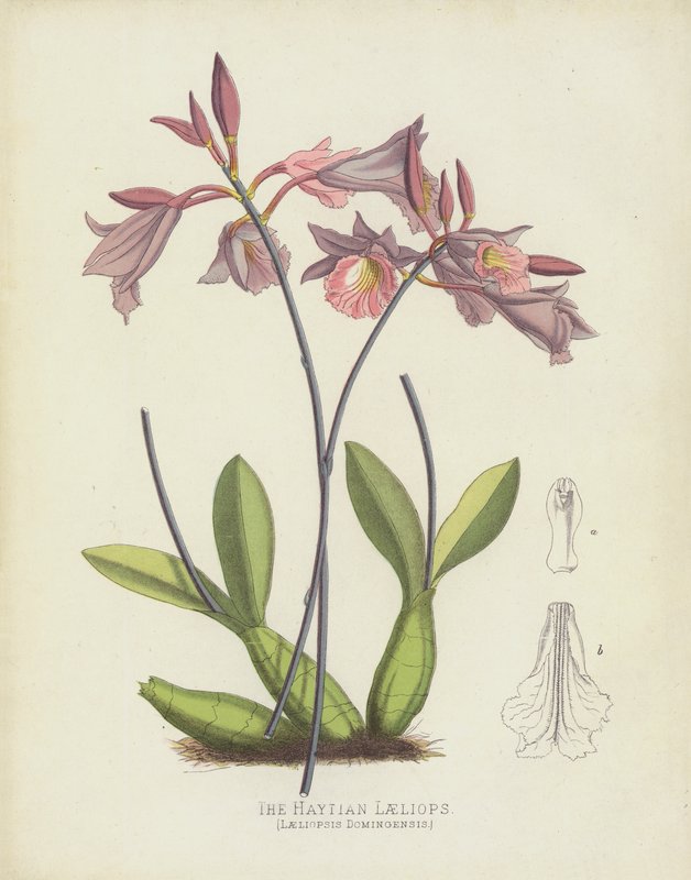 Haytian Laeliops, Laeliopsis Domingensis द्वारा अंग्रेजी स्कूल
