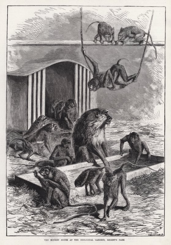 जूलॉजिकल गार्डन में मंकी हाउस, रीजेंट पार्क (उत्कीर्णन) द्वारा अंग्रेजी स्कूल