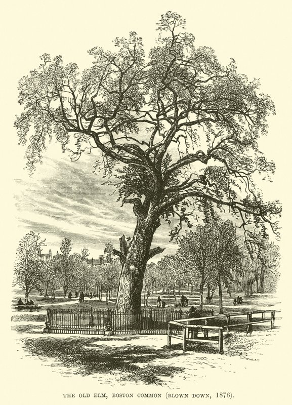 द ओल्ड एल्म, बोस्टन कॉमन, 1876 में उड़ा द्वारा अंग्रेजी स्कूल