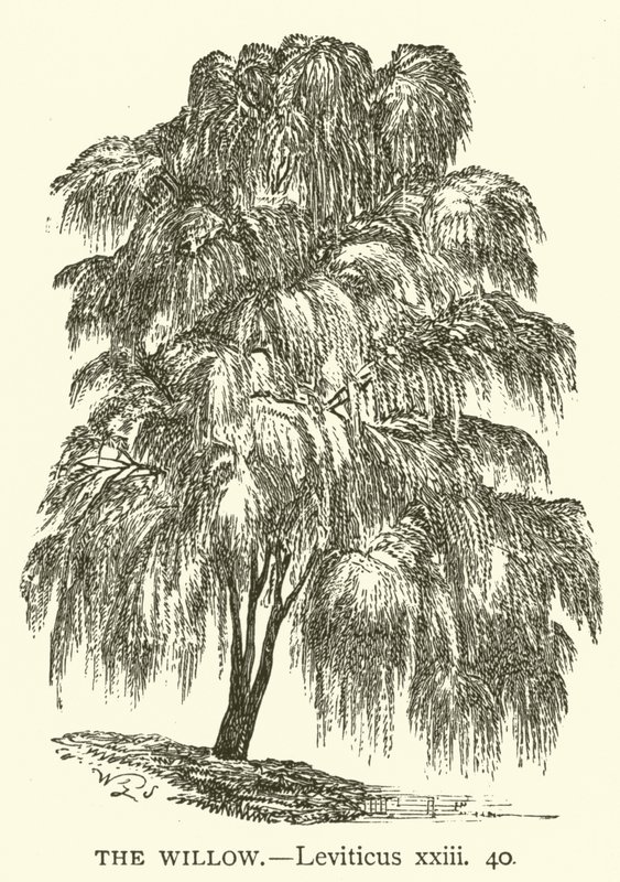विलो, लैव्यव्यवस्था, xxiii, 40 (उत्कीर्णन) द्वारा अंग्रेजी स्कूल