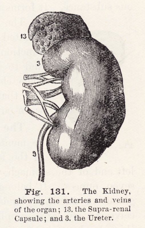 अंग की धमनियों और शिराओं को दर्शाने वाला गुर्दा (उत्कीर्णन) द्वारा अंग्रेजी स्कूल