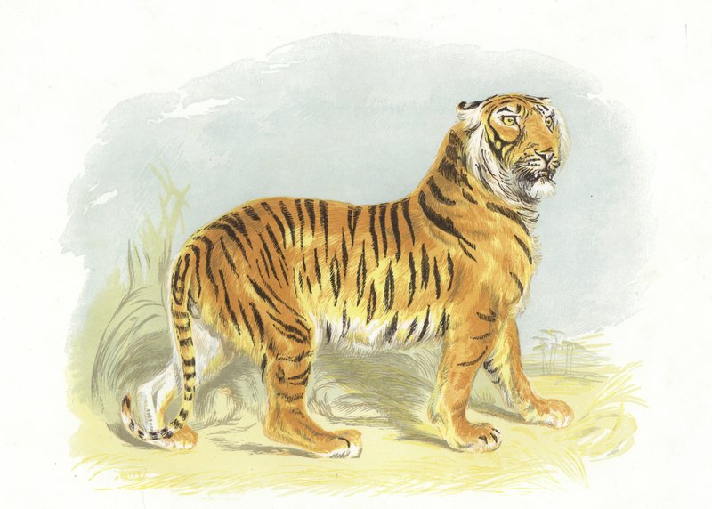 बाघ द्वारा अंग्रेजी स्कूल