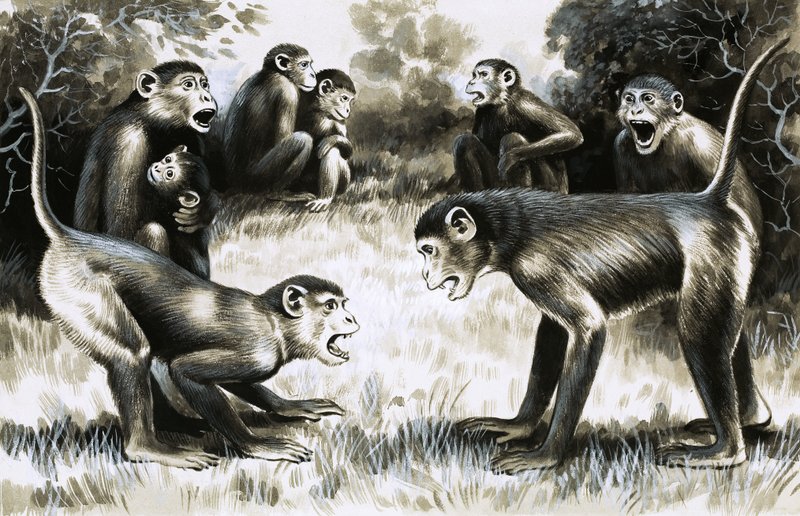 दांत और पंजे: बंदरों के पैर द्वारा अंग्रेजी स्कूल
