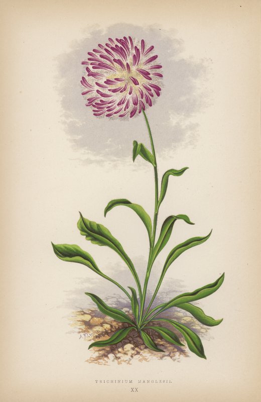 Trichinium Manglesii (कलर लिथो) द्वारा अंग्रेजी स्कूल