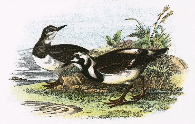 Turnstone द्वारा अंग्रेजी स्कूल