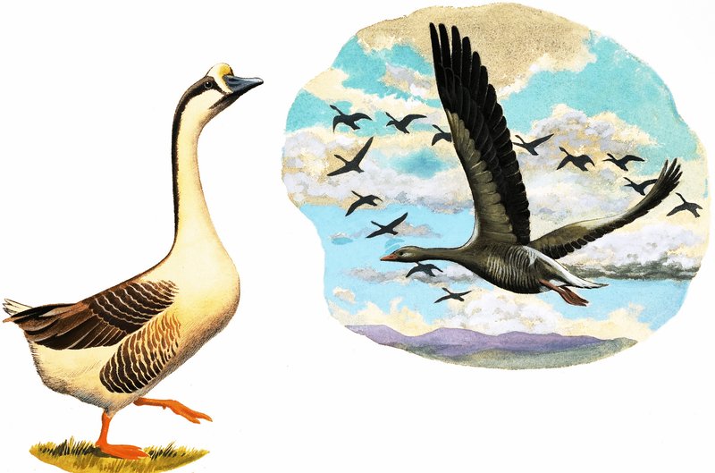 अज्ञात भू द्वारा अंग्रेजी स्कूल
