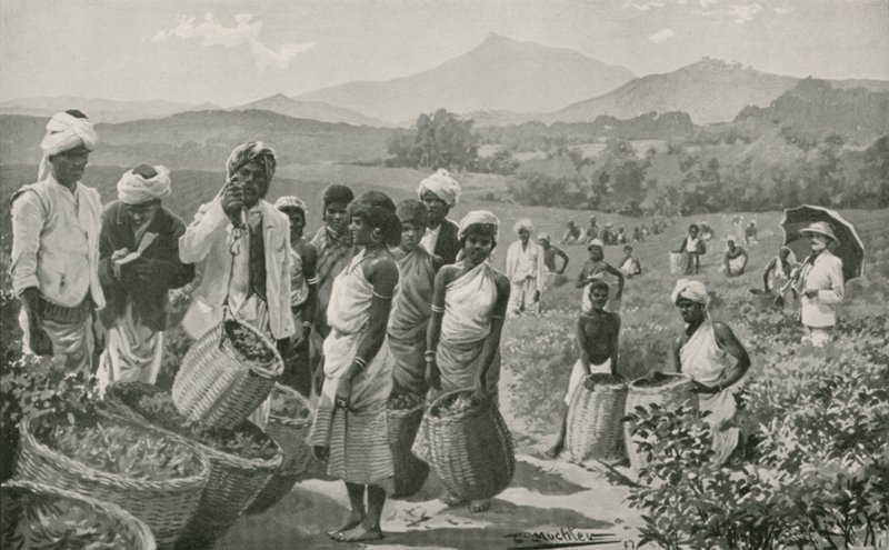 सीलोन में एक चाय-उद्यान का दृश्य द्वारा अंग्रेजी स्कूल