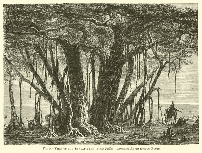 बरगद-वृक्ष का दृश्य (फिकस इंडिका), एडवेंटिटियस रूट्स दिखा रहा है द्वारा अंग्रेजी स्कूल