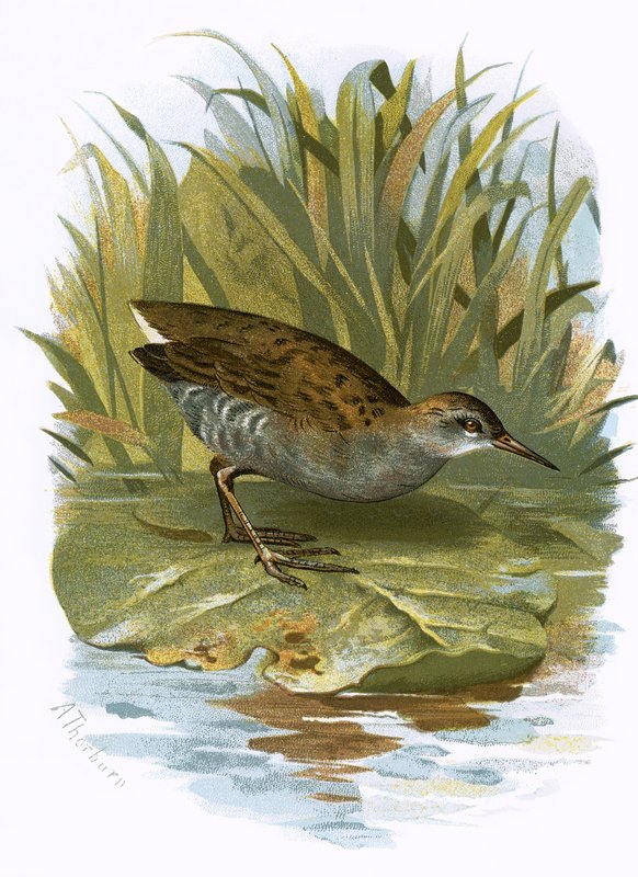 जल रेल द्वारा अंग्रेजी स्कूल