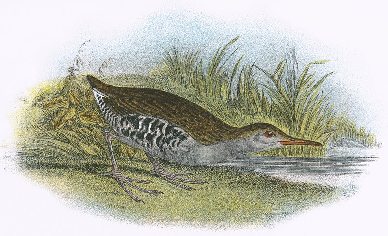 जल रेल द्वारा अंग्रेजी स्कूल