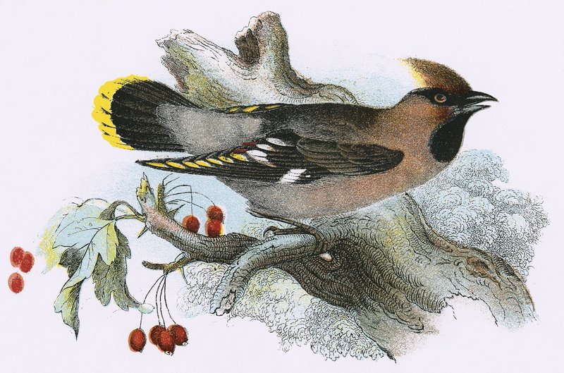 Waxwing द्वारा अंग्रेजी स्कूल
