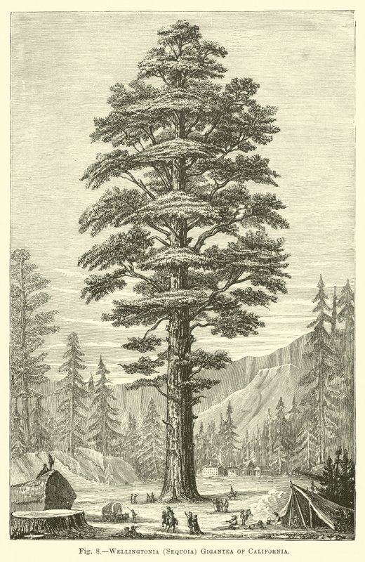 वेलिंगटनिया (Sequoia) कैलिफोर्निया के गिगेंटिया द्वारा अंग्रेजी स्कूल