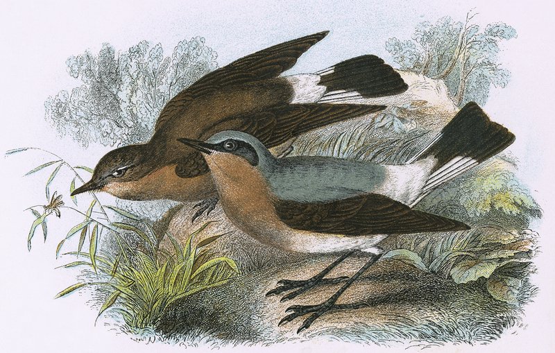 Wheatear द्वारा अंग्रेजी स्कूल