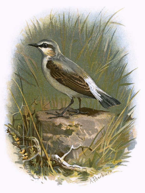 Wheatear द्वारा अंग्रेजी स्कूल
