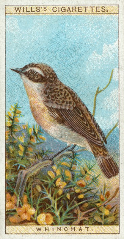 Whinchat द्वारा अंग्रेजी स्कूल
