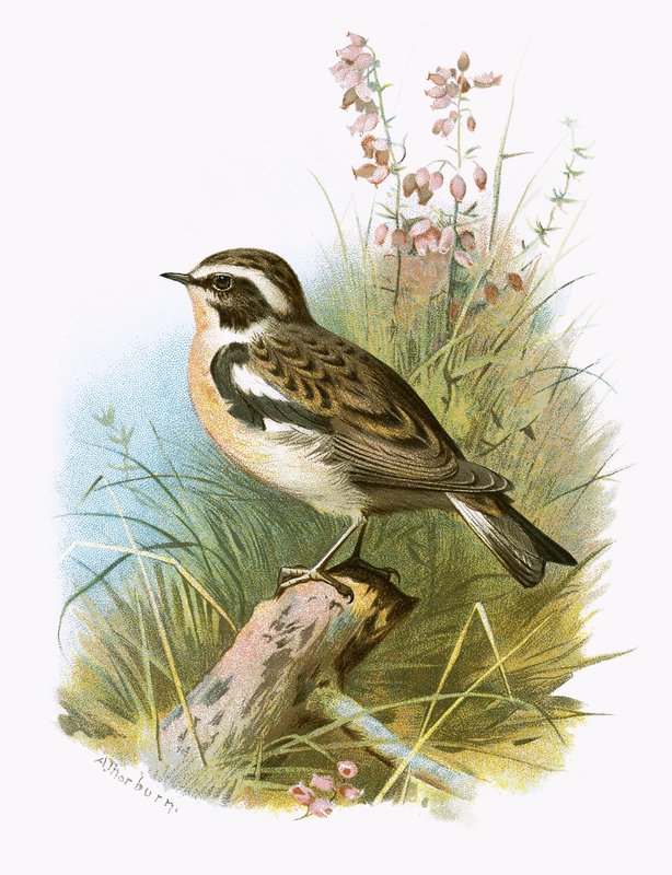 Whinchat द्वारा अंग्रेजी स्कूल