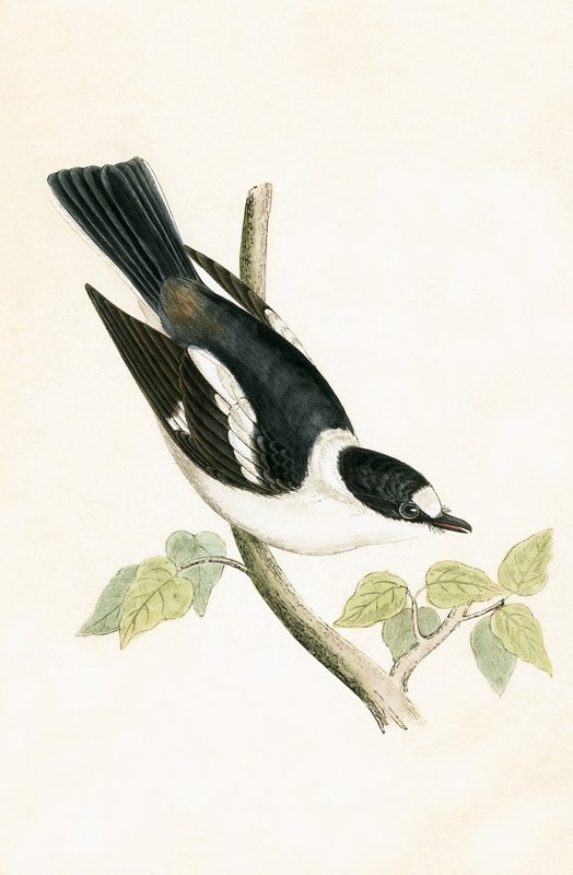 व्हाइट कॉलर फ्लाइकैचर, चार्ल्स रॉबर्ट ब्री (1811-86) द्वारा 1867 में प्रकाशित &39;ए हिस्ट्री ऑफ द बर्ड्स ऑफ बर्ड्स नॉट इन ऑब्जर्वेटेड इन द ब्रिटिश आइल&39;, का चित्रण द्वारा अंग्रेजी स्कूल