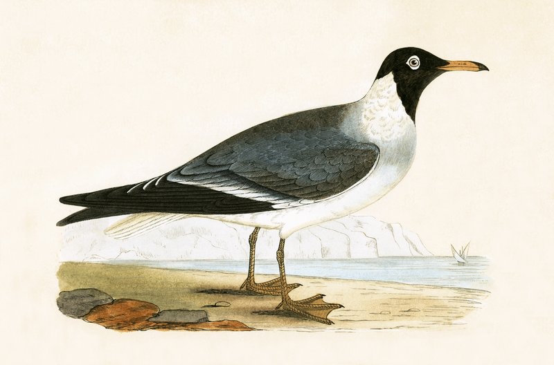 व्हाइट आइड गाल, चार्ल्स रॉबर्ट ब्री (1811-86) द्वारा 1867 में प्रकाशित &39;ए हिस्ट्री ऑफ द बर्ड्स ऑफ नॉट ऑब्जर्व्ड इन द ब्रिटिश आइल्स&39; का चित्रण। द्वारा अंग्रेजी स्कूल