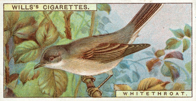 Whitethroat द्वारा अंग्रेजी स्कूल